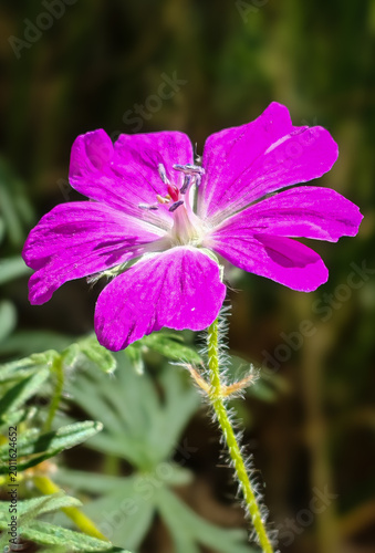 Bright pink Geranium sanguineum flower in natural habitat. Detailed macro shot of wildflower in Bükk Mountains.