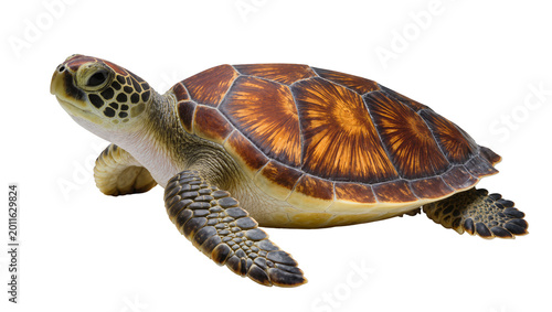 Photography Greenish brown Sea Turtle with patterned shell swimming sideways
