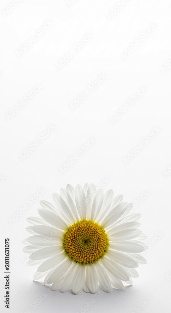 Obraz premium A white daisy with a yellow center against a bright white background, symbolizing nature's simplicity and renewal, perfect for spring or wellness themes