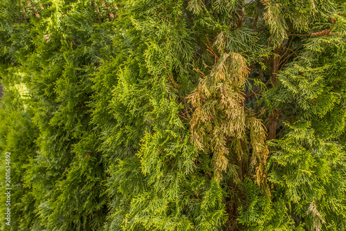 Drying branches on Thuja ,Arborvitae, are commonly caused by fungal infections. Gardener uses pruning shears