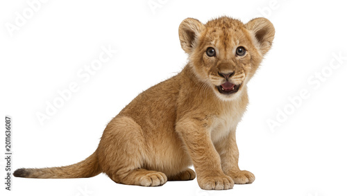 Quadro su tela Fluffy young lion cub sitting with playful expression