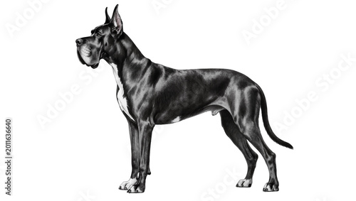 Obraz na płótnie Standing Great Dane Dog with Droopy Jowls and Dark Gray Coat