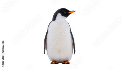 Photos Fluffy adult Humboldt penguin standing facing forward