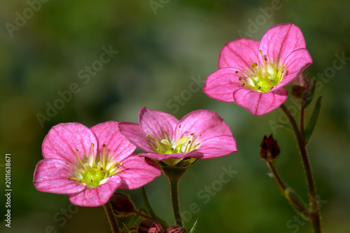 Pink Saxifrage (Saxifraga x arendsii)