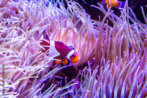 Poisson-clown coloré nageant dans une anémone de mer violette en aquarium tropical