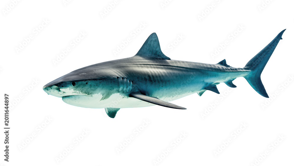 Fototapeta premium Large predatory shark with sharp teeth, isolated on transparent background