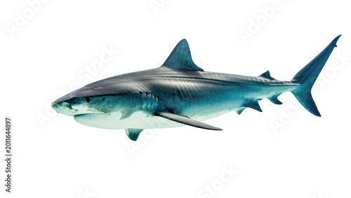 Foto Large predatory shark with sharp teeth, isolated on transparent background