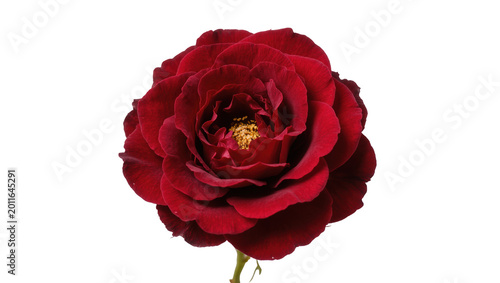 Bild auf Leinwand Deep red rose with velvety petals and golden stamen, isolated on transparent bac