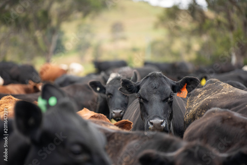beautiful cattle in Australia  eating grass, grazing on pasture. Herd of cows free range beef being regenerative raised on an agricultural farm. Sustainable farming of food crops. 