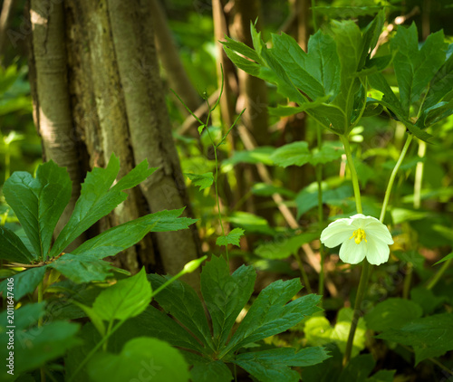 Mayapple bloom in woodland forest along the C&O Canal in Sharpsburg, Maryland, USA