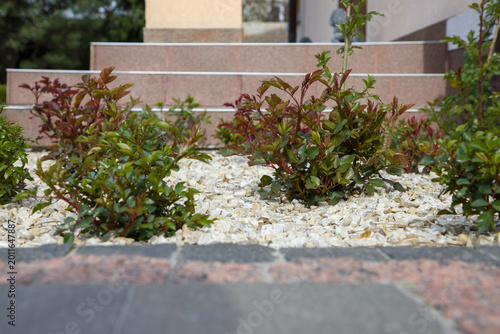 Quadro su tela Rose bushes grow in a flowerbed with white pebbles