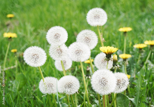 Schilderij op canvas Pusteblumen auf grüner Wiese im Frühling
