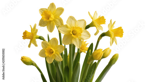 Konstfotografi Bunch of yellow daffodils with green stems, isolated on transparent background