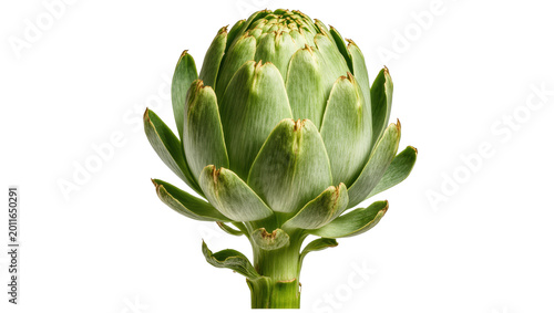 Bild auf Leinwand Fresh green artichoke with layered petals and stem, isolated on transparent back