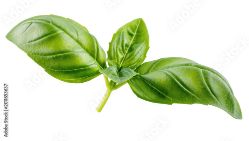 Cuadro en lienzo Fresh green basil leaves with visible veins, isolated on transparent background