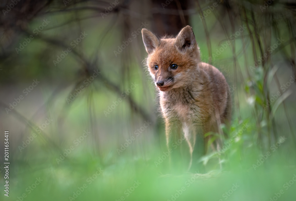 Fototapeta premium Cute young red fox in the forest ( Vulpes vulpes )