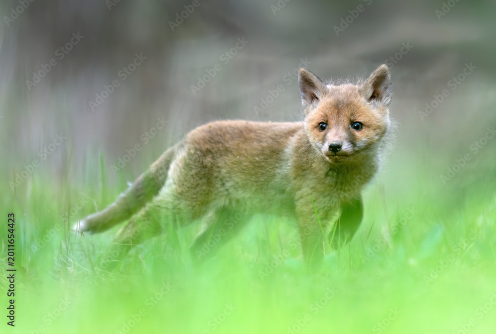 Fototapeta premium Cute young red fox in the forest ( Vulpes vulpes )