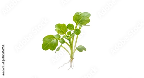 Fresh Green Seedling with Exposed Roots Isolated on White Background
