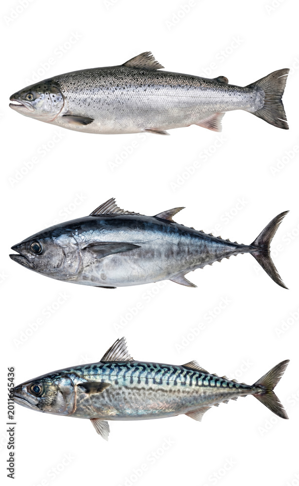 Obraz premium A vibrant salmon leaping against a blurred natural backdrop, perfectly isolated with a clean png cutout for versatile design elements, transparent background.