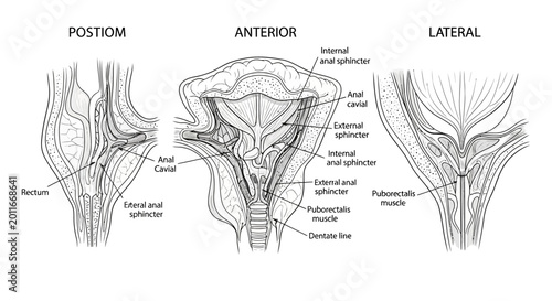 Anatomical Diagram of Human Anal Canal and Sphincter Muscles