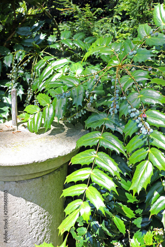 Oregon Grape Mahonia, Berberis aquifolium shrub with blue berries and spiny green leaves in a sunny garden by stone pedestal