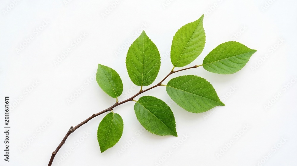 Fototapeta premium Vibrant Green Leaves on a Branch Against a Clean White Background.