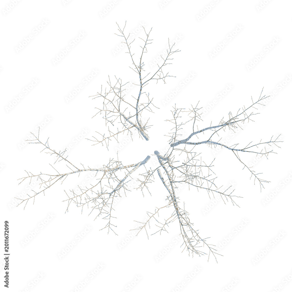 Fototapeta premium Acer negundo tree plan, top view, cutout, transparent background, isolate, Delicate branch pattern, intricate network of thin lines, abstract organic texture, detailed illustration