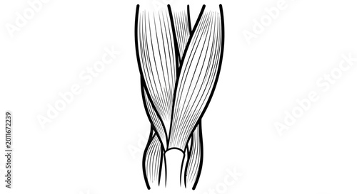Anatomical Illustration of Human Leg Muscles