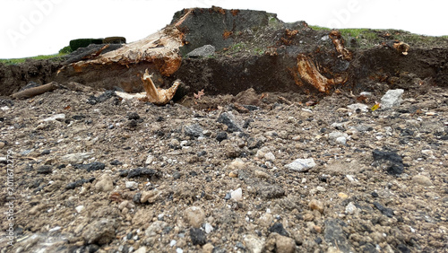 Schilderij op canvas cut tree stump and dug up road isolated on Transparent background