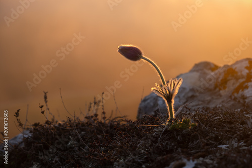 Dream-grass or Pulsatilla patens blooms in spring in the forest in the mountains. Close-up, natural spring background. Delicate fragile flowers in the rays of a pink sunset. Beautiful purple flowers