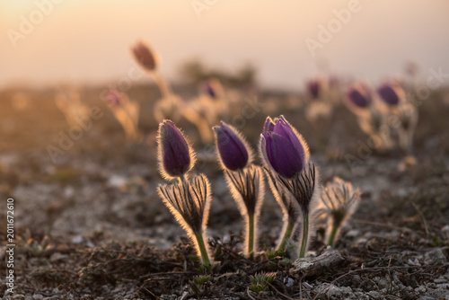 Dream-grass or Pulsatilla patens blooms in spring in the forest in the mountains. Close-up, natural spring background. Delicate fragile flowers in the rays of a pink sunset. Beautiful purple flowers