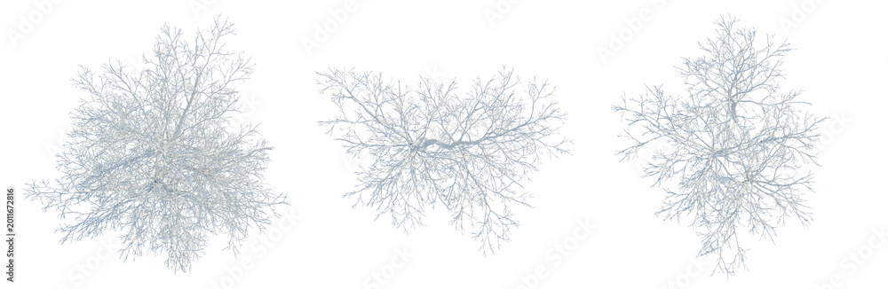 Fototapeta premium Betula platyphylla tree plan, top view, cutout, transparent background, isolate, Delicate tree branch pattern with intricate details, perfect for elegant design and nature-inspired art.