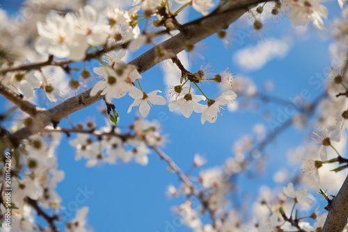 Blooming cherry plum tree in the spring garden. Blue sky and white flowers. Spring atmospheric background in sunlight. The concept of awakening nature, tenderness, romance. Bottom view. Spring design