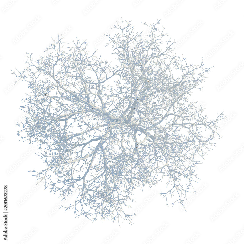 Obraz premium Fraxinus chinensis tree plan, top view, cutout, transparent background, isolate, Delicate Branch Structure, Intricate Details, Natural Pattern, Botanical Illustration, Organic Design