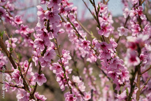Peach branch blooms in close-up. Delicate pink spring flowers bloomed in the garden. Bright natural romantic background. A pink peach in the sunlight. The concept of spring, awakening. Gardening