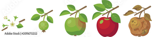 Foto Apple Life Cycle Illustration with Five Growth Stages from Blossom to Ripe Red A