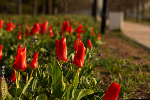 Red tulips close-up in the garden. Beautiful spring flower background. Soft focus and bright lighting. Blurred background with space for text. Flowerbed in the bright sunlight. Macro, copy space