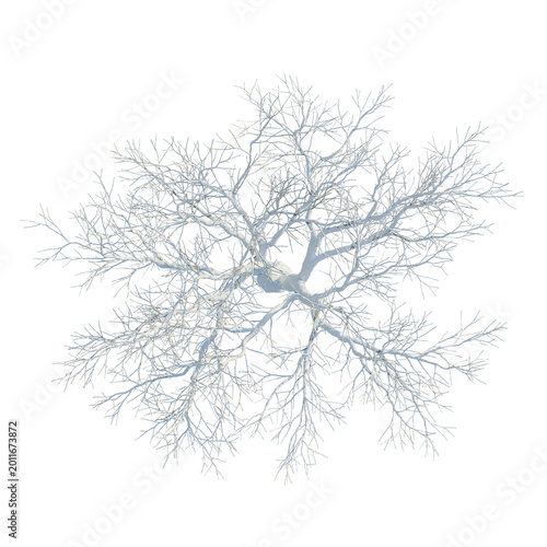 Tablou pe pânză Ulmus davidiana tree plan, top view, cutout, transparent background, isolate, De