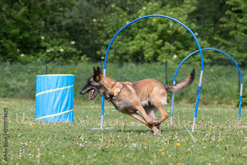 Belgian Malinois running through dog agility hoop course