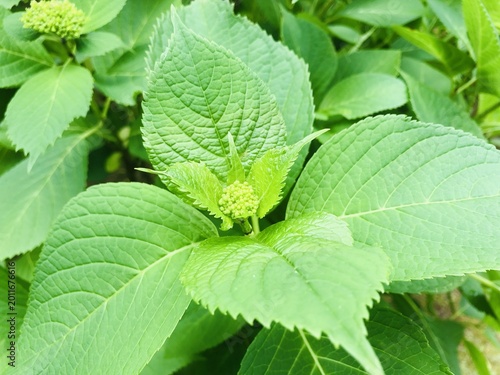 Valokuva 紫陽花の小さい蕾　初夏　春　自然