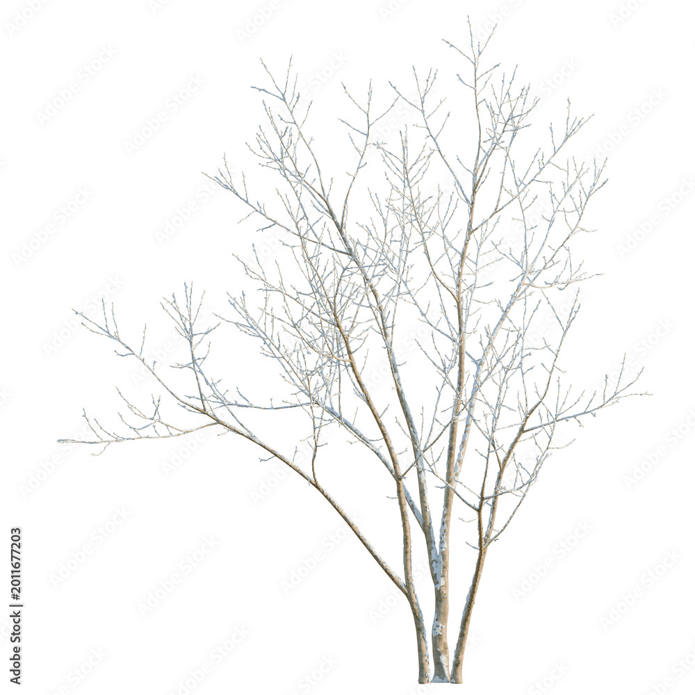 Fototapeta premium Acer negundo tree, elevation, front view, cutout, transparent background, isolate, Bare Tree Branches on White Background - Winter Tree Silhouette for Design Elements