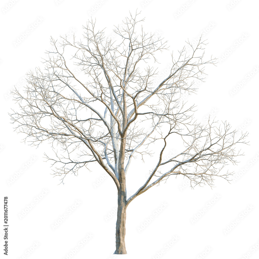 Obraz premium Acer saccharum tree, elevation, front view, cutout, transparent background, isolate, Detailed silhouette of a bare tree branch, a minimalist nature study, vector design.