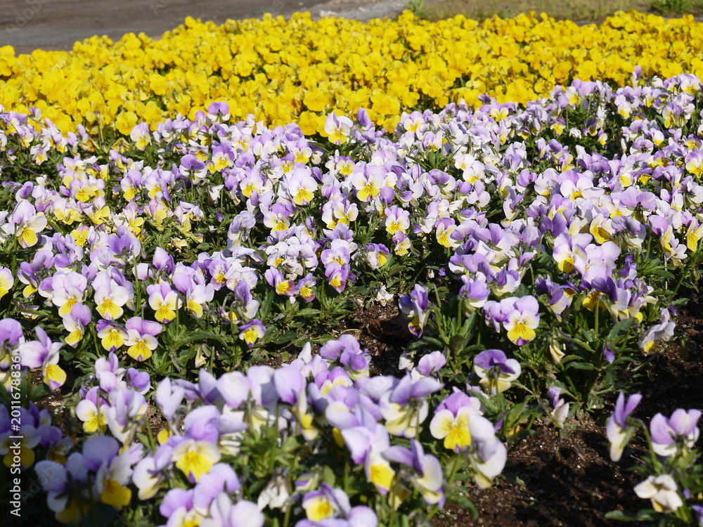 Fototapeta premium 鮮やかな色のパンジーの花壇