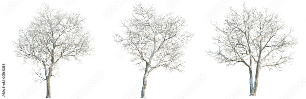 Obraz premium Ulmus davidiana tree, elevation, front view, cutout, transparent background, isolate, Detailed Lonely Tree Branch Silhouette Isolated on Background for Design Elements and Backgrounds