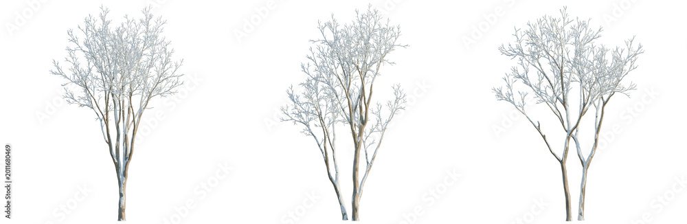 Obraz premium Ulmus pumila tree, elevation, front view, cutout, transparent background, isolate, Delicate Tree Branch with Tiny Leaves, Detailed Botanical Illustration, Nature's Beauty, Springtime