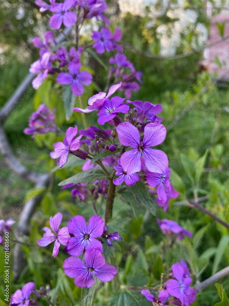 Fototapeta premium Hesperis matronalis. Beautiful purple flowers