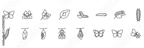 Canvastavla Butterfly life cycle icon set showing egg on leaf, hatching larva, caterpillar stages, chrysalis pupa and adult butterfly vector illustration