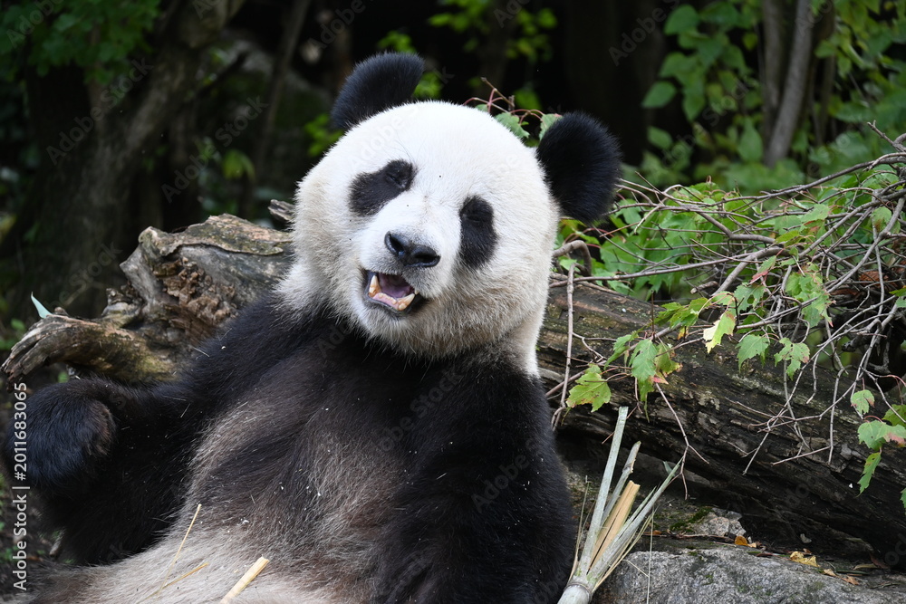 Obraz premium giant panda eating bamboo