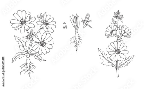 Black and white line of chicory plants with roots and flowers botanical