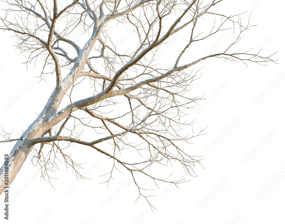 Obraz premium Firmiana platanifolia tree, corner view, cutout, isolate, transparent background, Bare Tree Branches in Winter, Detailed Texture, Natural Pattern, Minimalist Design, Winter Season